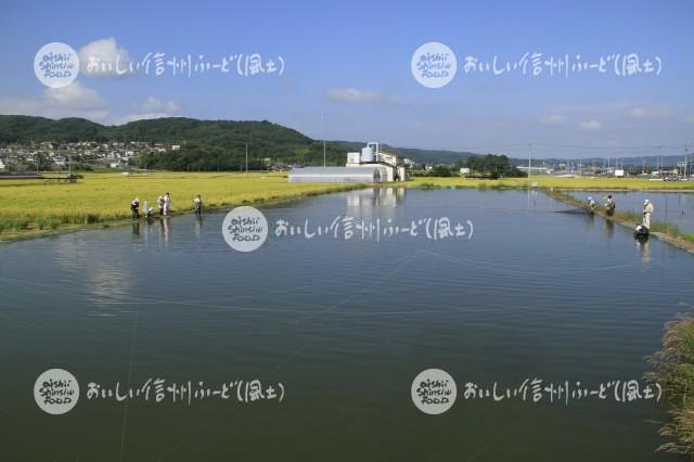 佐久の小鮒（漁風景）