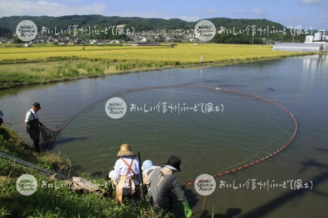 佐久の小鮒（漁風景）