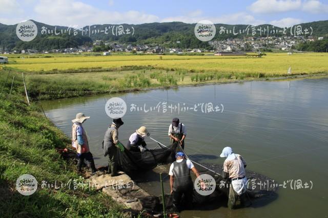 佐久の小鮒（漁風景）