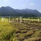 上田市塩田平の田園風景（稲刈り）