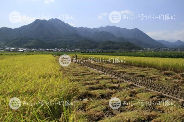 上田市塩田平の田園風景（稲刈り）