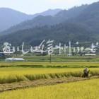 上田市塩田平の田園風景（稲刈り）