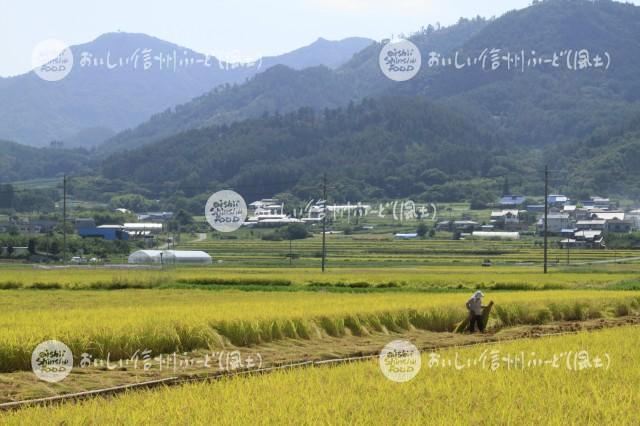 上田市塩田平の田園風景（稲刈り）