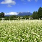 開田高原のそばの花と御嶽山