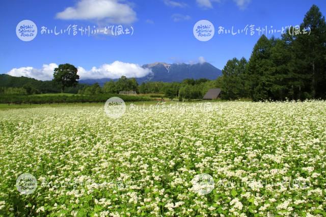 開田高原のそばの花と御嶽山