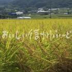 上田市塩田平の田園風景（稲刈り前）