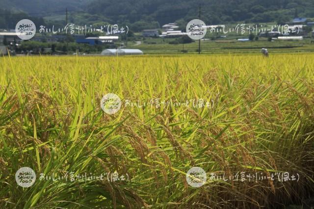 上田市塩田平の田園風景（稲刈り前）