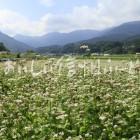 そばの花【タチアカネ】