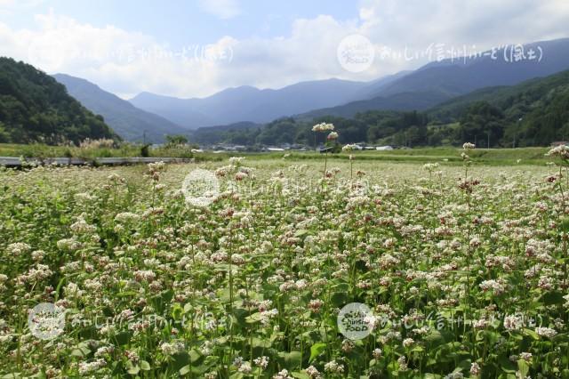 そばの花【タチアカネ】