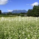 開田高原のそばの花と御嶽山