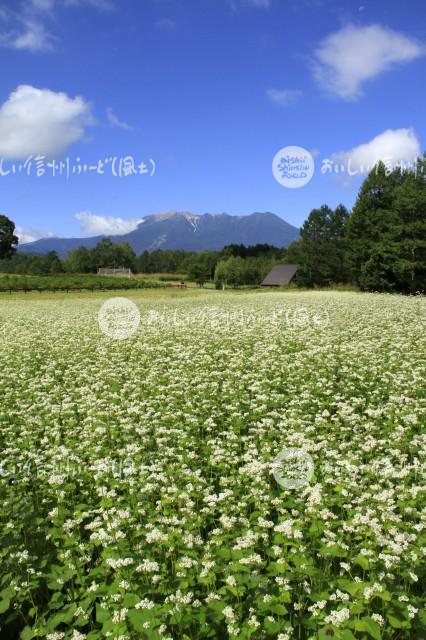 開田高原のそばの花と御嶽山