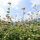 そばの花【タチアカネ】