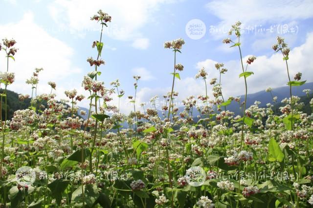 そばの花【タチアカネ】