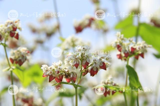 そばの花【タチアカネ】