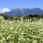 開田高原のそばの花と御嶽山