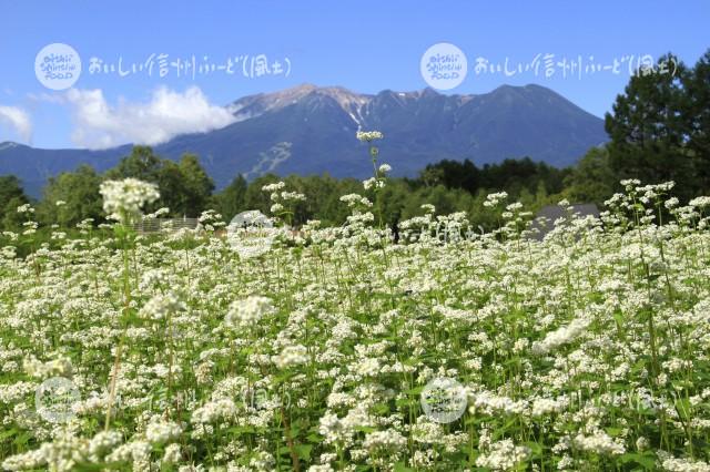 開田高原のそばの花と御嶽山