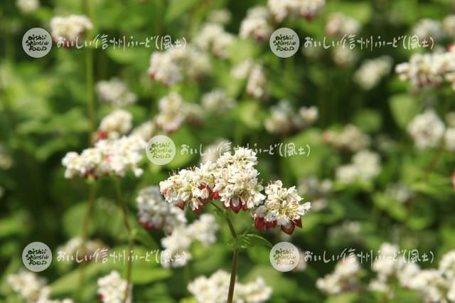 そばの花【タチアカネ】