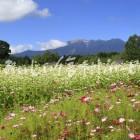 開田高原のそばの花と御嶽山