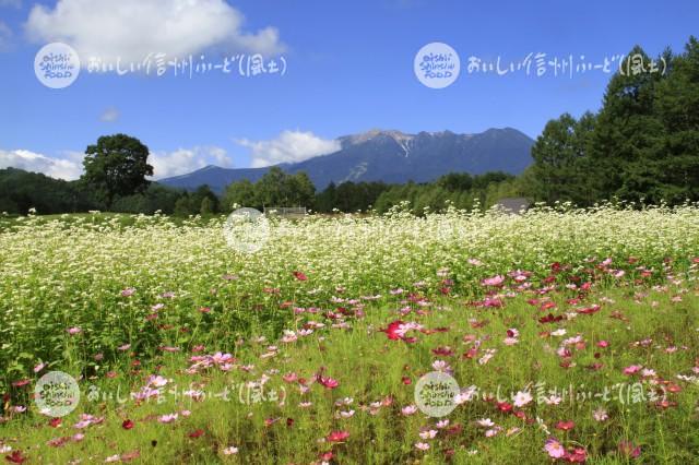 開田高原のそばの花と御嶽山