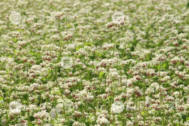 そばの花【タチアカネ】