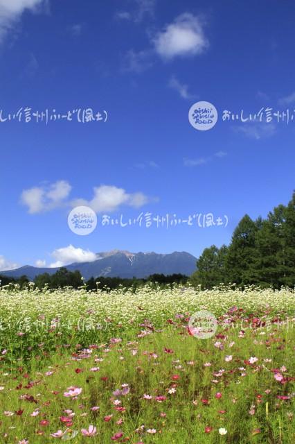 開田高原のそばの花と御嶽山