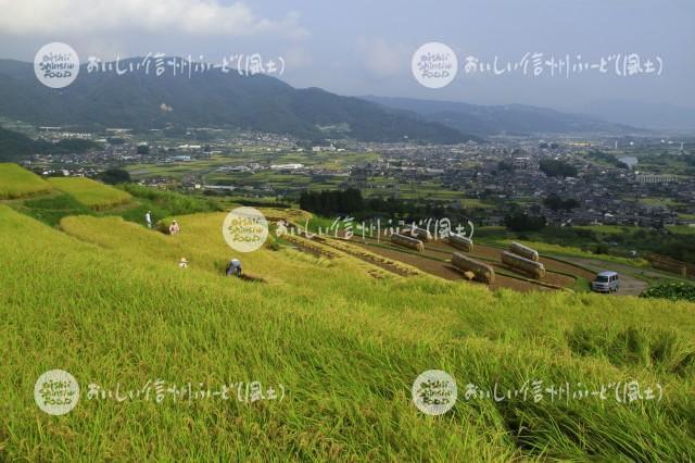 千曲市・姨捨の棚田（稲刈り）