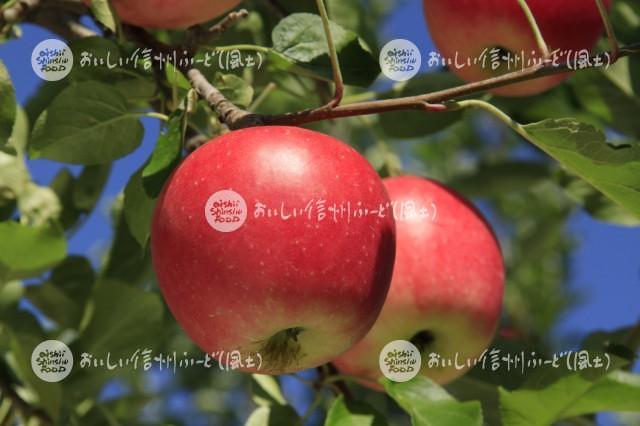 りんご【シナノピッコロ】（単体）