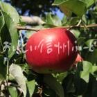 りんご【シナノプッチ】（単体）