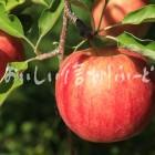 りんご【シナノドルチェ】（単体）