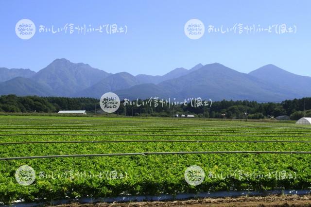 原村・セルリー畑と八ヶ岳