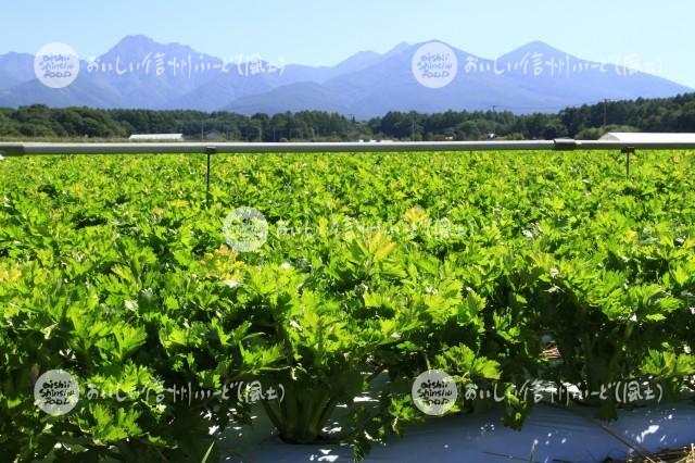 原村・セルリー畑と八ヶ岳