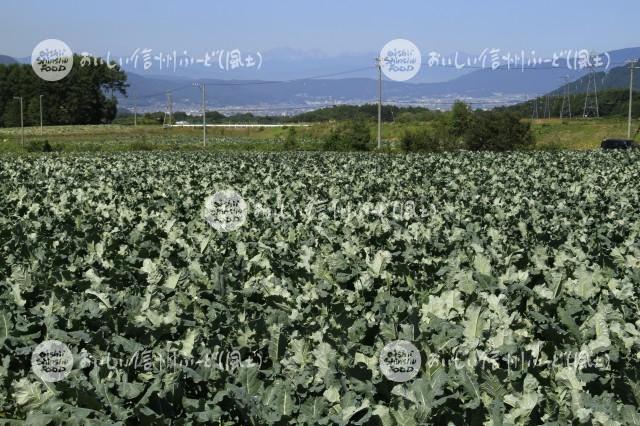 ブロッコリー（圃場）