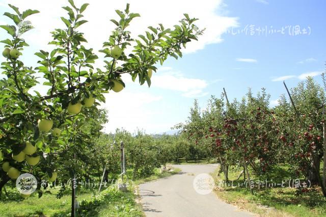 豊野町豊野りんご畑