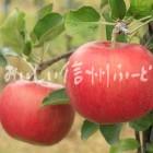 りんご【シナノスイート】（単体）