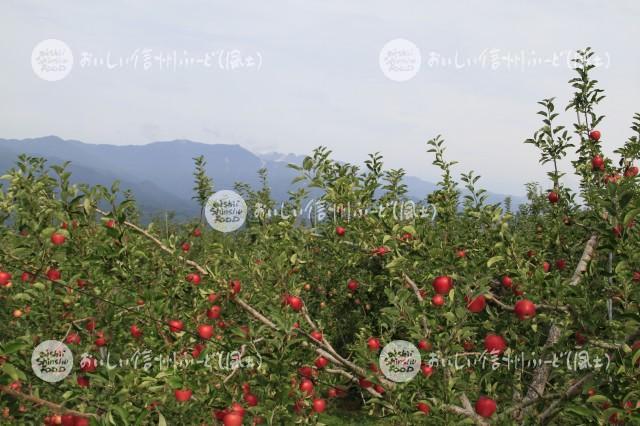 豊丘村のりんご畑