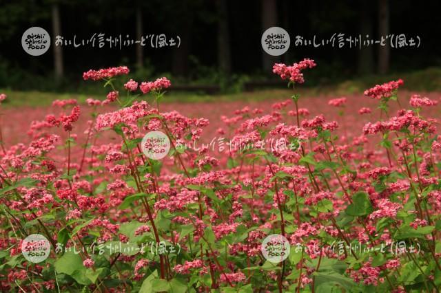 箕輪町・赤そば【高嶺ルビー】