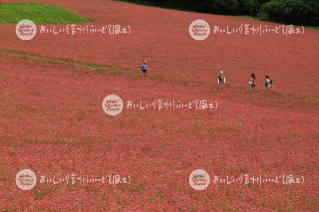 箕輪町・赤そば【高嶺ルビー】