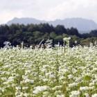 長野市戸隠のそばの花と戸隠山