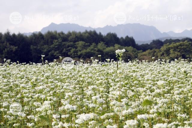 長野市戸隠のそばの花と戸隠山