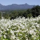 長野市戸隠のそばの花と戸隠山