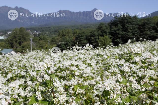 長野市戸隠のそばの花と戸隠山