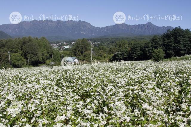 長野市戸隠のそばの花と戸隠山