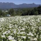 長野市戸隠のそばの花と戸隠山