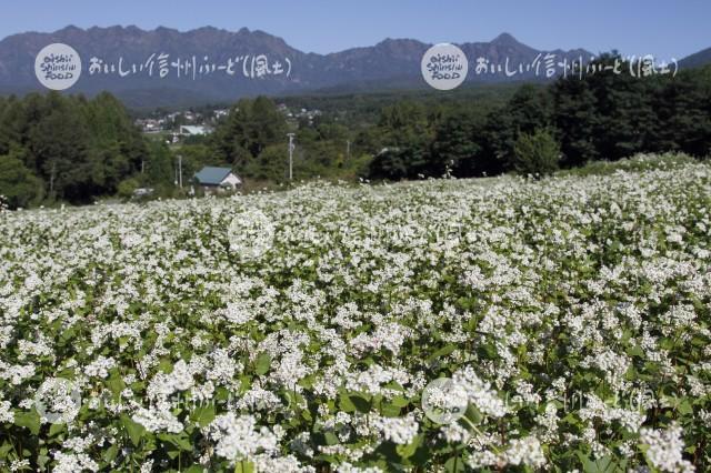 長野市戸隠のそばの花と戸隠山