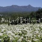 長野市戸隠のそばの花と戸隠山