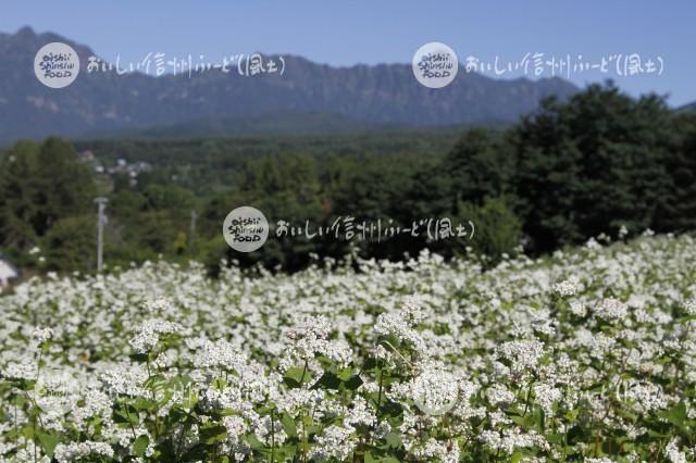 長野市戸隠のそばの花と戸隠山