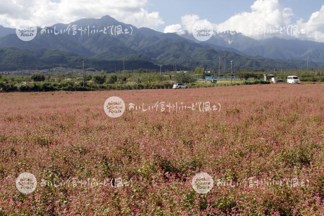 中川村・赤そば【高嶺ルビー】