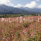 中川村・赤そば【高嶺ルビー】