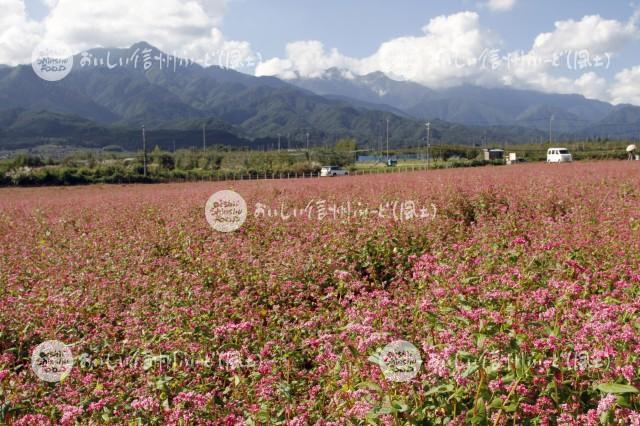 中川村・赤そば【高嶺ルビー】