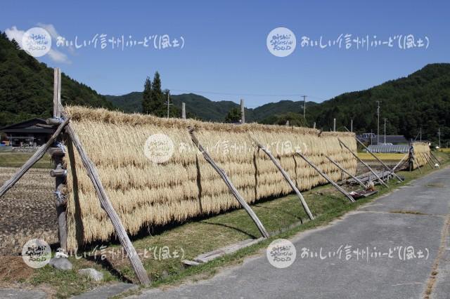 根羽村のはざかけ